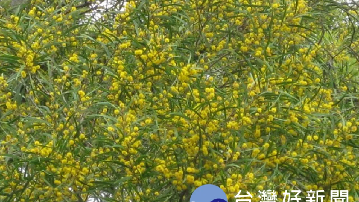 鐵砧山相思樹花開 金黃色山景令人流連忘返
