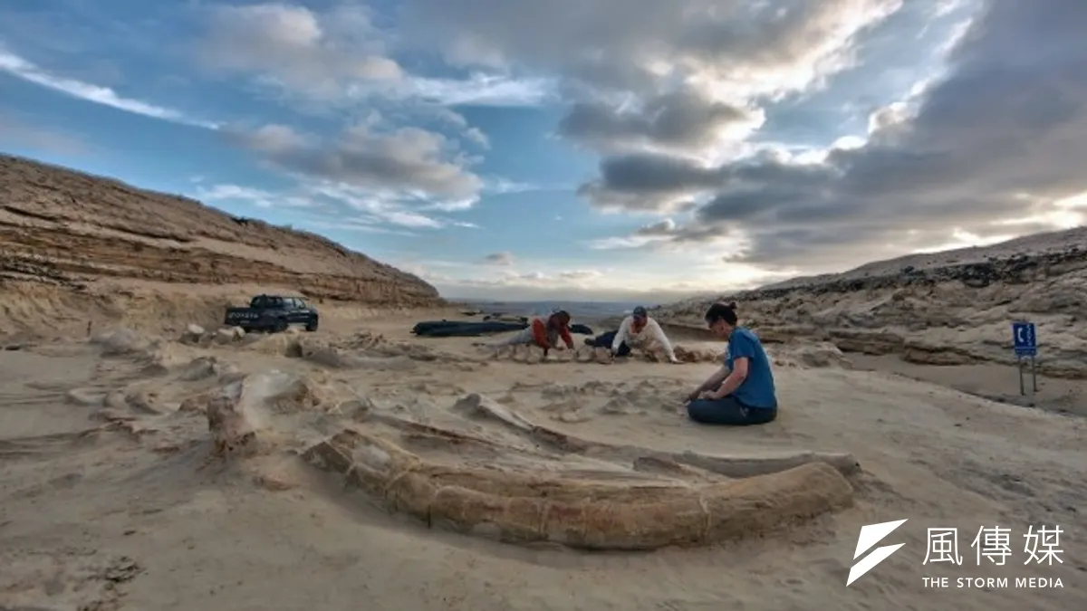 研究團隊藉鯨魚遺骸的分布及排列,推論出鯨魚大量死亡的原因(取自網路) 研究團隊藉鯨魚遺骸的分布及排列,推論出鯨魚大量死亡的原因(取自網路)