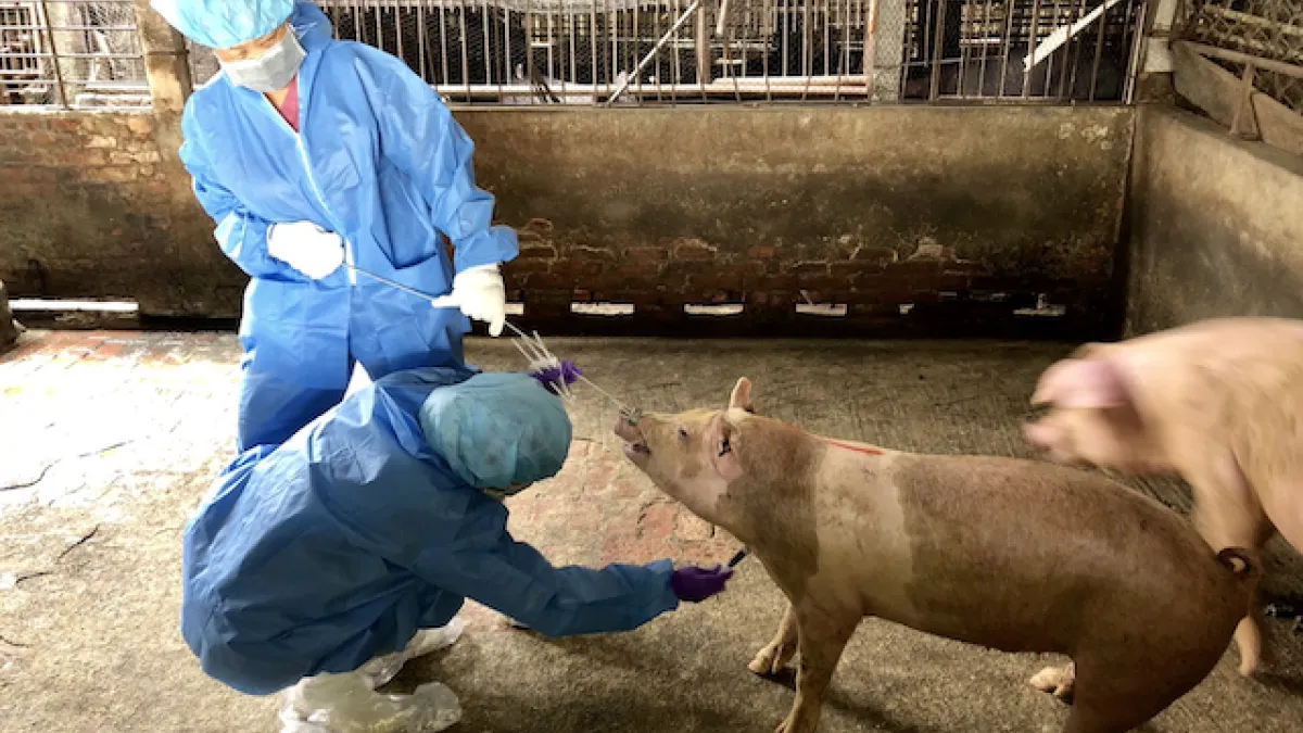國內近期查獲含有非洲豬瘟病毒走私肉品,全面啟動各項防堵措施。(圖/高市府農業局提供)