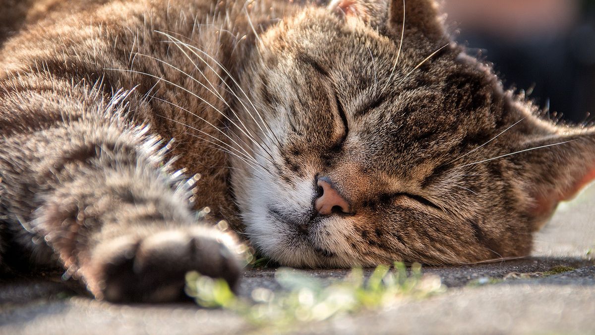 (示意圖)最新研究指出,午睡降低罹患心血管疾病風險。(Pixabay) (示意圖)最新研究指出,午睡降低罹患心血管疾病風險。(Pixabay)