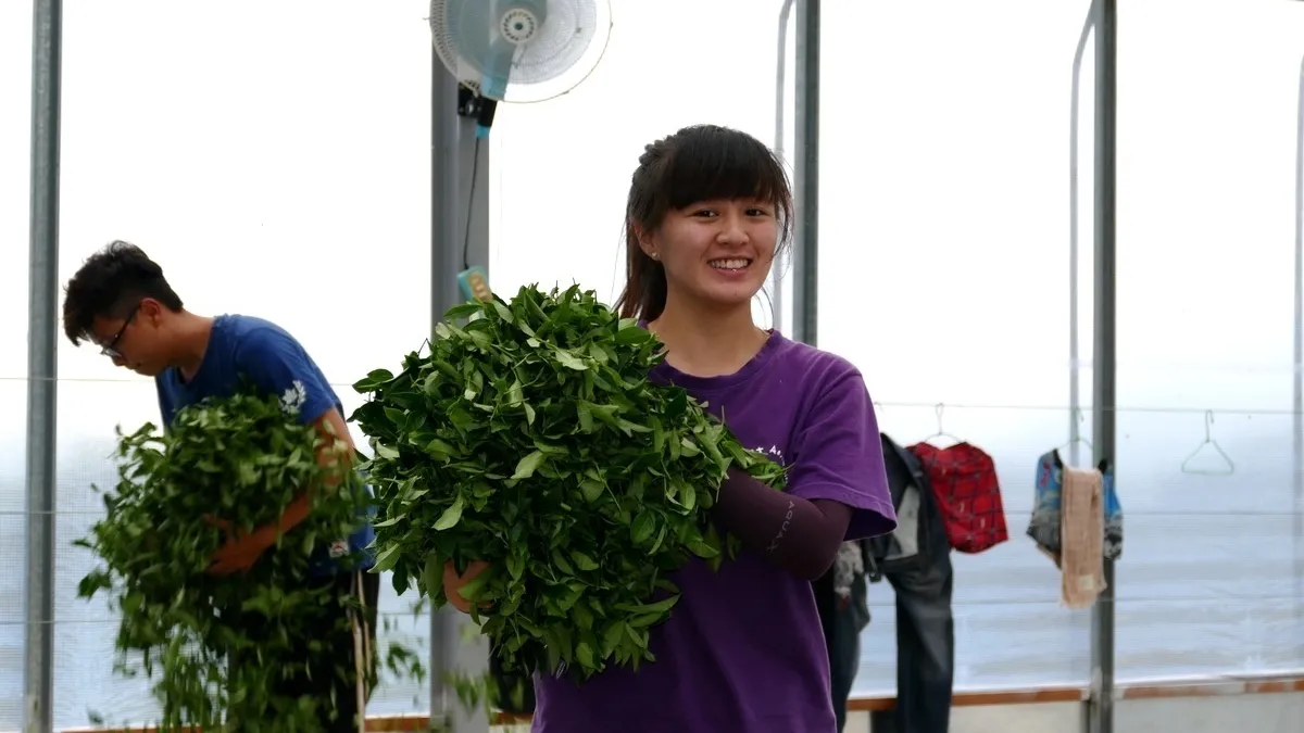 賽德克姑娘繼承家業 棄鋼琴手轉當製茶師
