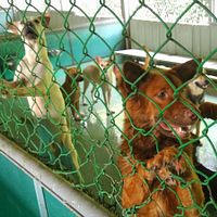 高市流浪動物協會至議會陳情 動保處:飼料絕對足夠 高市流浪動物協會至議會陳情 動保處:飼料絕對足夠