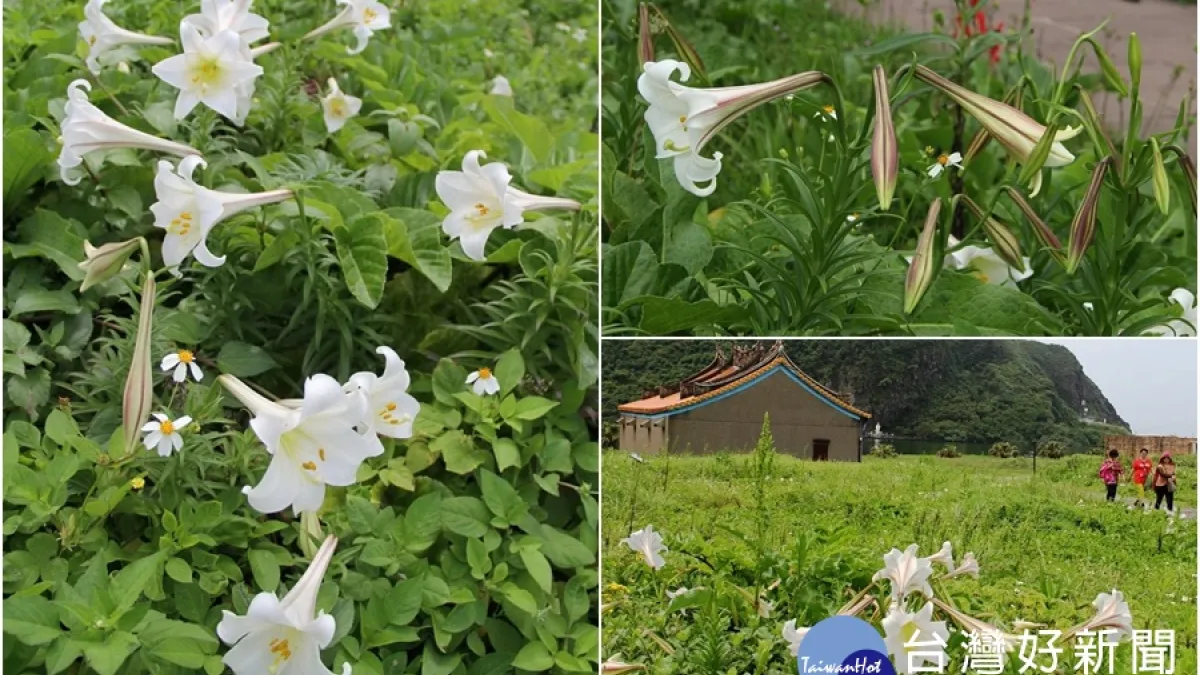百合花盛開 龜山島現白色花海
