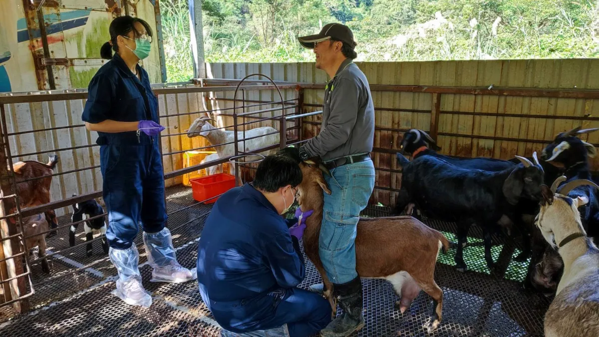 動保處獸醫師替羊隻抽血進行疾病檢測。(圖/新北市動保處提供)