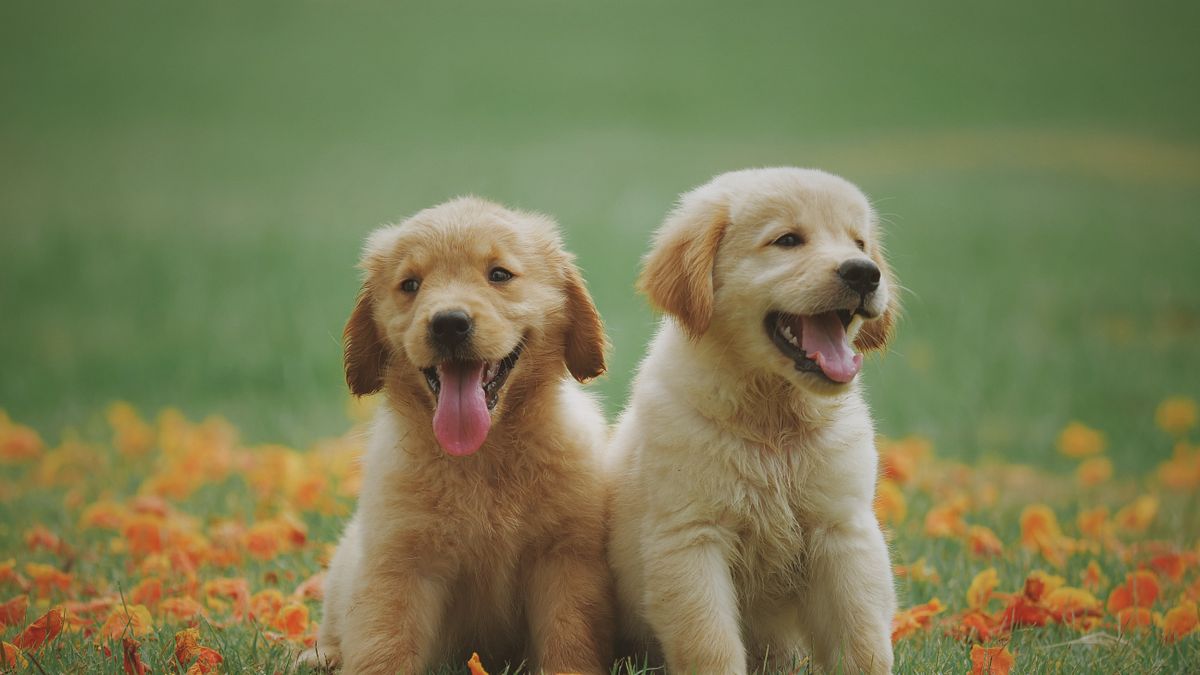 全球進入少子化、老年化與單身化的新時代,陪伴需求浮現,將會讓更多寵物走進千家萬戶,成為「新家人」,進而帶動寵物產業規模穩步壯大,創造出中長期的投資新趨勢。(圖/Chevanon Photography@ pexel) 全球進入少子化、老年化與單身化的新時代,陪伴需求浮現,將會讓更多寵物走進千家萬戶,成為「新家人」,進而帶動寵物產業規模穩步壯大,創造出中長期的投資新趨勢。(圖/Chevanon Photography@ pexel)