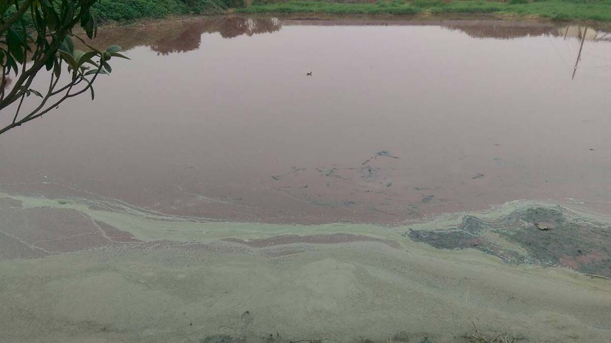 養豬場廢水汙染水溝 高市環保局重罰並勒令停業 養豬場廢水汙染水溝 高市環保局重罰並勒令停業