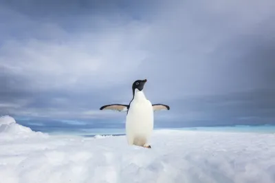 南極企鵝