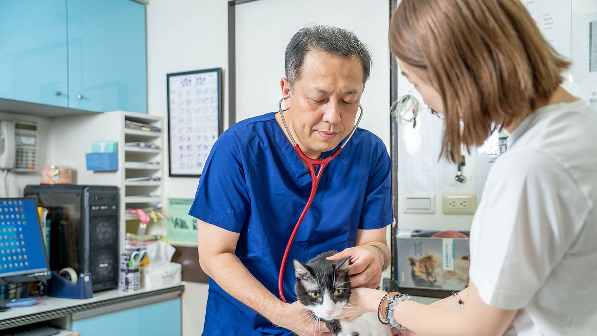 針對心絲蟲的預防,現在都會採取外用、透過皮膚吸收的滴劑。(圖片來源:台北市劍橋動物醫院) 針對心絲蟲的預防,現在都會採取外用、透過皮膚吸收的滴劑。(圖片來源:台北市劍橋動物醫院)