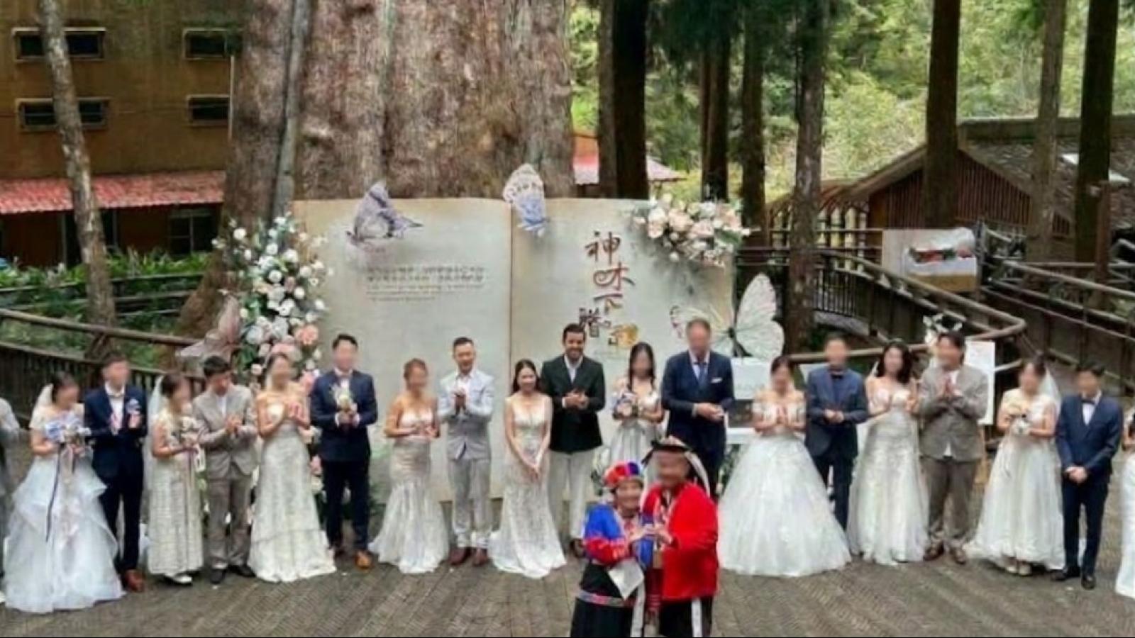 阿里山神木下婚禮20周年「幸福回家」10月399對新人重返山林、搶攻婚旅商機