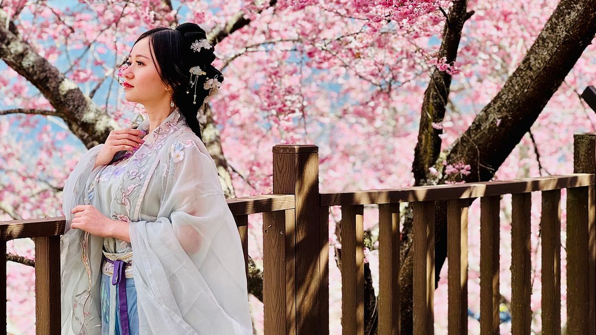 福壽山櫻花季開跑!千櫻園也能「牽姻緣」 花期一路到4月清明連假