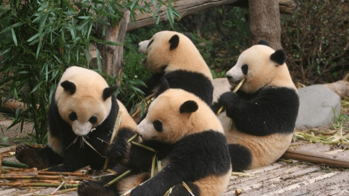 前總統馬英九第3度率團訪陸,其中一站將參訪四川成都大貓熊繁殖中心,與「重量級巨星」見面。(取自成都大貓熊繁育研究基地官網) 前總統馬英九第3度率團訪陸,其中一站將參訪四川成都大貓熊繁殖中心,與「重量級巨星」見面。(取自成都大貓熊繁育研究基地官網)