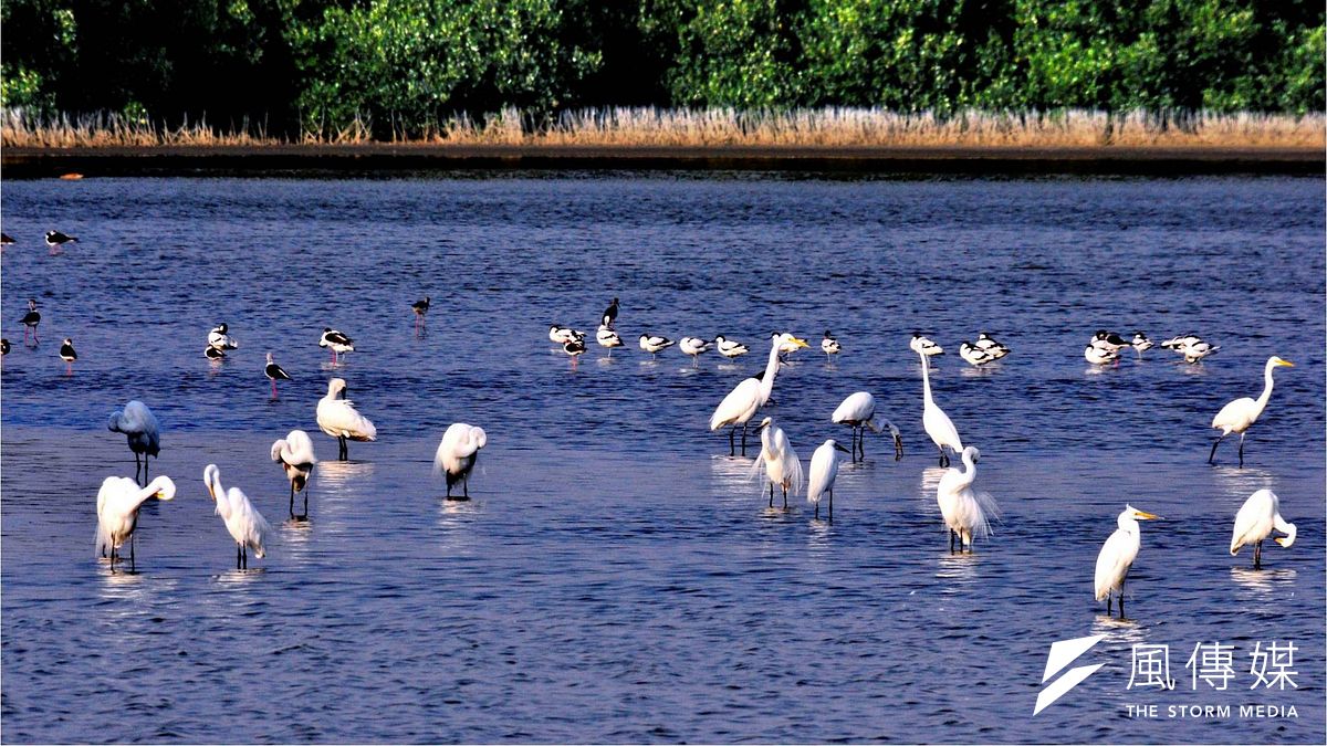 永安與茄萣濕地是南台灣黑面琵鷺重要的賞鳥景點。(圖/高雄市工務局提供) 永安與茄萣濕地是南台灣黑面琵鷺重要的賞鳥景點。(圖/高雄市工務局提供)