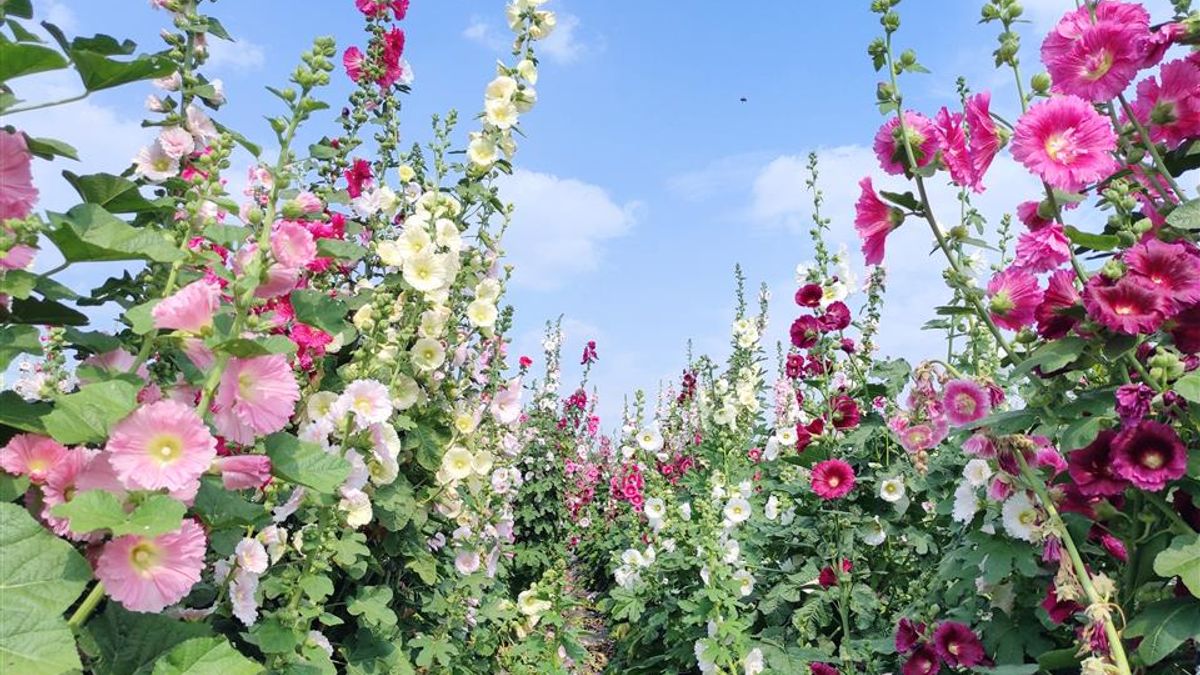 彰化陸續推出許多花季限定活動,竹塘鄉有「2023竹塘鄉水神傳說木棉花季」、二林鎮有「2023愛在二林木棉花季帶動鄉村觀光活動」、埤頭鄉推出「2023埤頭鄉木棉花季親子健行活動」。(圖/彰化縣政府) 彰化陸續推出許多花季限定活動,竹塘鄉有「2023竹塘鄉水神傳說木棉花季」、二林鎮有「2023愛在二林木棉花季帶動鄉村觀光活動」、埤頭鄉推出「2023埤頭鄉木棉花季親子健行活動」。(圖/彰化縣政府)