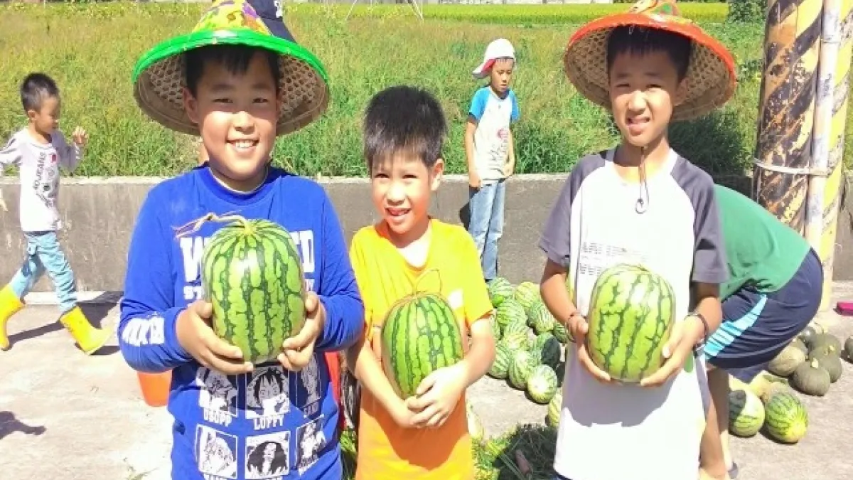 感受農民種植辛勞 大甲小學生下田體驗採西瓜