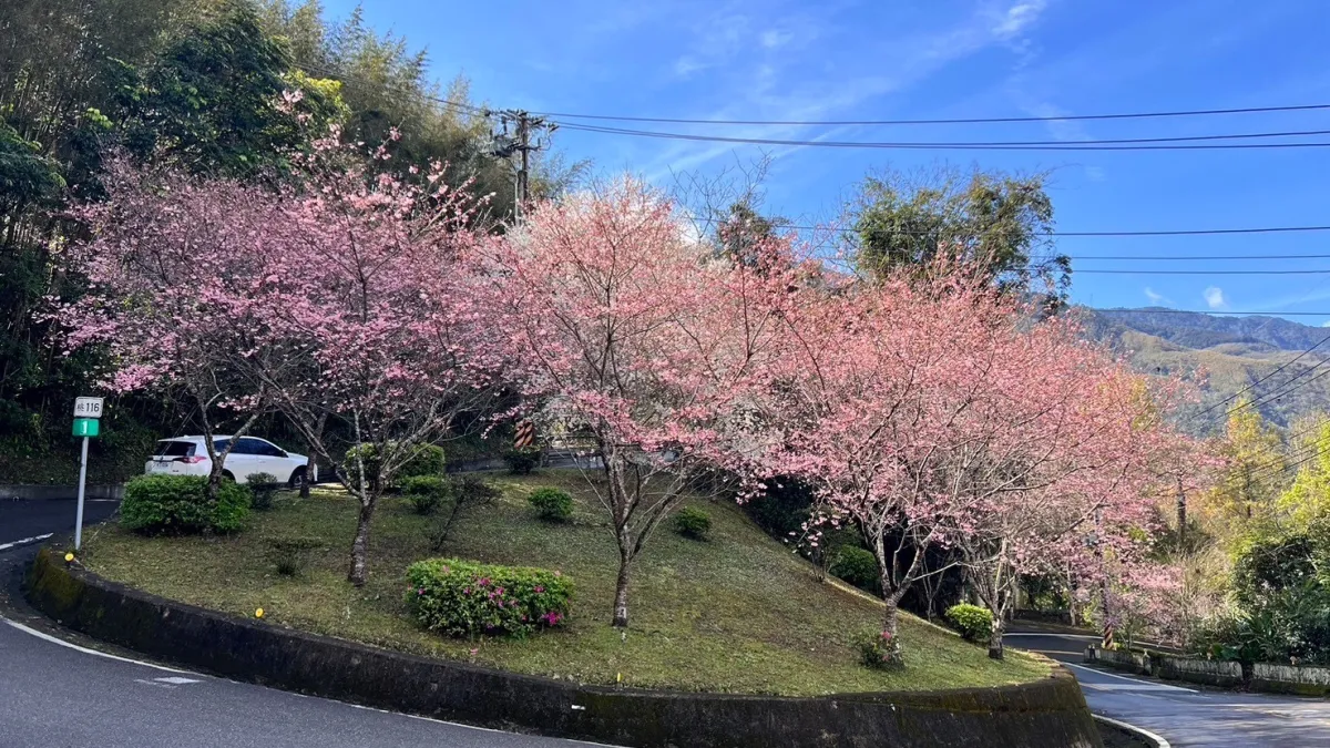 2025年「北橫櫻花勇士」自行車活動將於3月8日至9日盛大舉行,每日開放500位車友參與這場與櫻花的浪漫約會。(圖/桃園市政府觀旅局提供)