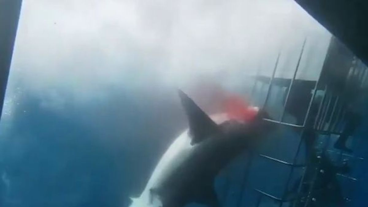 10月份墨西哥的鯊籠潛水發生意外,鯊魚卡在籠子上流血致死。(截自Cabo Shark Dive臉書影片) 10月份墨西哥的鯊籠潛水發生意外,鯊魚卡在籠子上流血致死。(截自Cabo Shark Dive臉書影片)