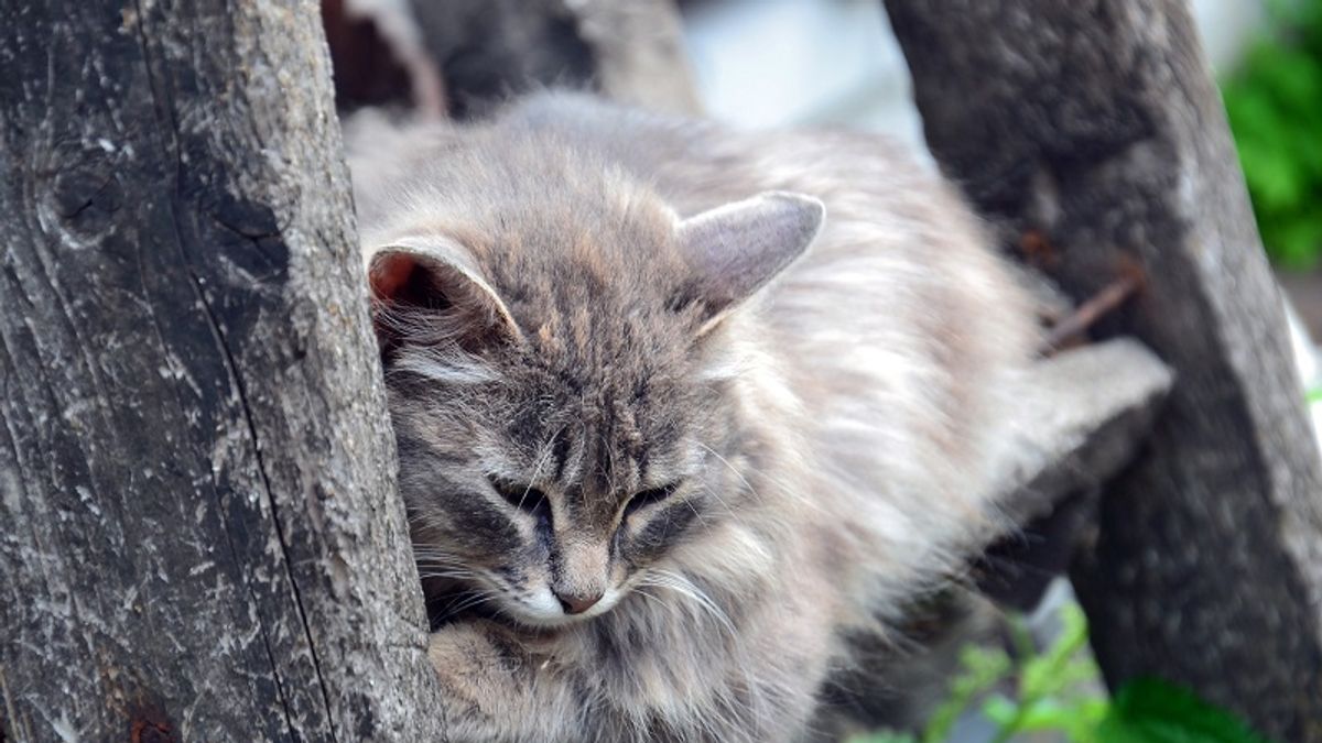 獸醫說,失去飼主讓藍波過於悲傷,建議他帶牠到父親墓前。(圖/Pixabay) 獸醫說,失去飼主讓藍波過於悲傷,建議他帶牠到父親墓前。(圖/Pixabay)