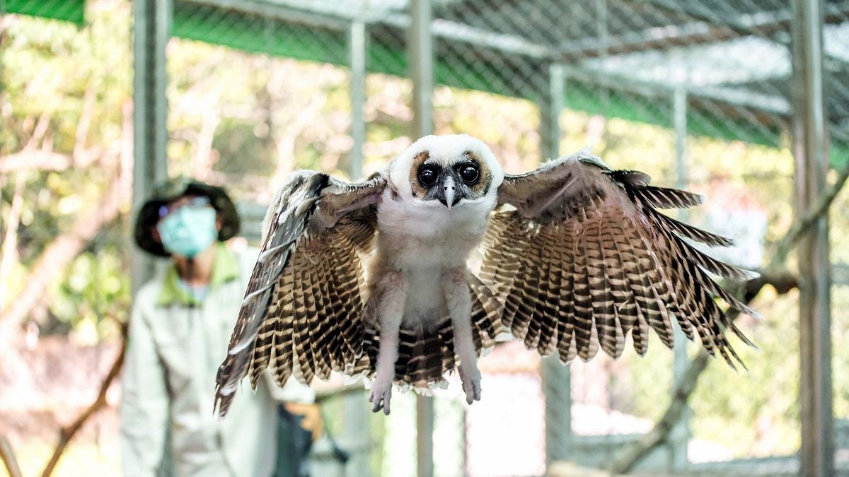 褐林鴞寶寶每日練飛30分 展現猛禽氣勢 褐林鴞寶寶每日練飛30分 展現猛禽氣勢