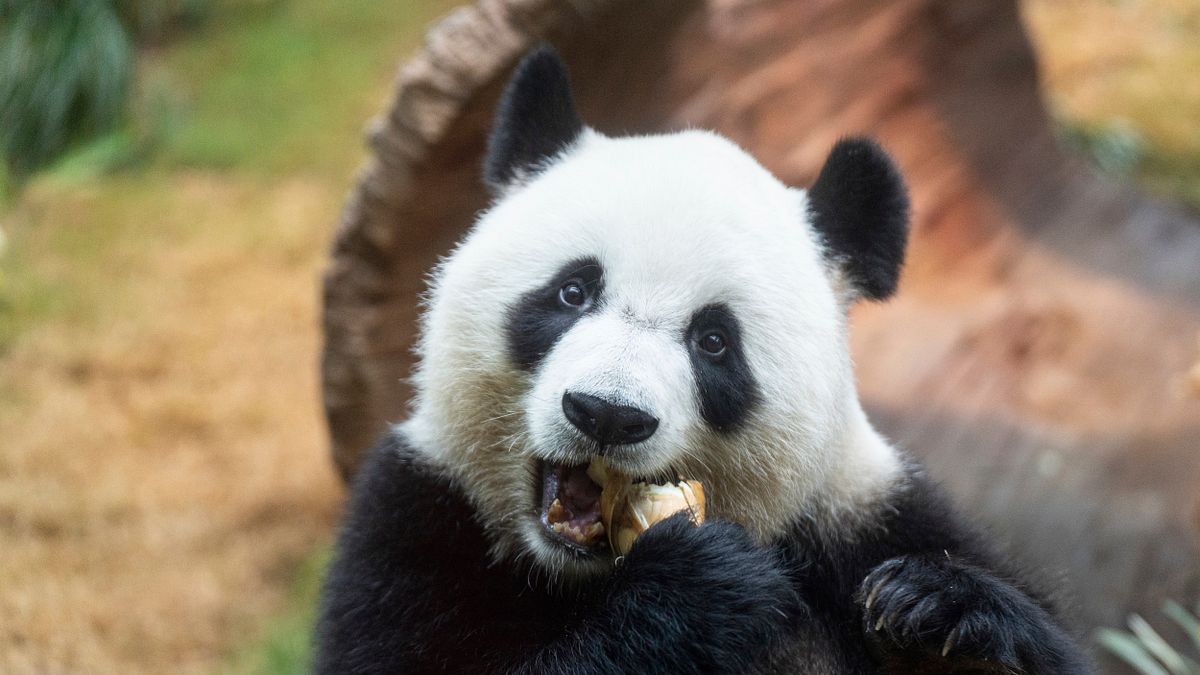 日本明年之後恐將面臨沒有熊貓的窘境,因此急需與中國方面租借。圖為北京贈送香港海洋公園的大熊貓 「安安」。(美聯社) 日本明年之後恐將面臨沒有熊貓的窘境,因此急需與中國方面租借。圖為北京贈送香港海洋公園的大熊貓 「安安」。(美聯社)