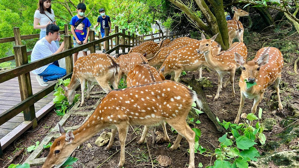 高雄壽山動物園重新開園至今已超過95萬人次到訪,預計10月初可迎來第100萬名遊客 。(圖/高市觀光局提供) 高雄壽山動物園重新開園至今已超過95萬人次到訪,預計10月初可迎來第100萬名遊客 。(圖/高市觀光局提供)