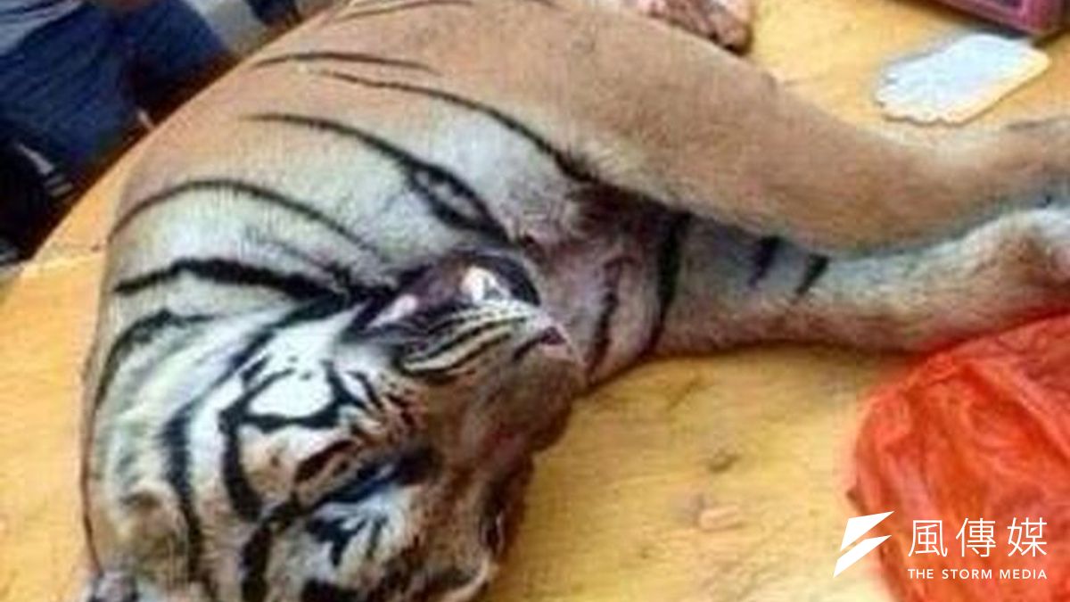 陸媒稱廣東殺虎吃虎在部分地區已成風潮。(取自網路) 陸媒稱廣東殺虎吃虎在部分地區已成風潮。(取自網路)