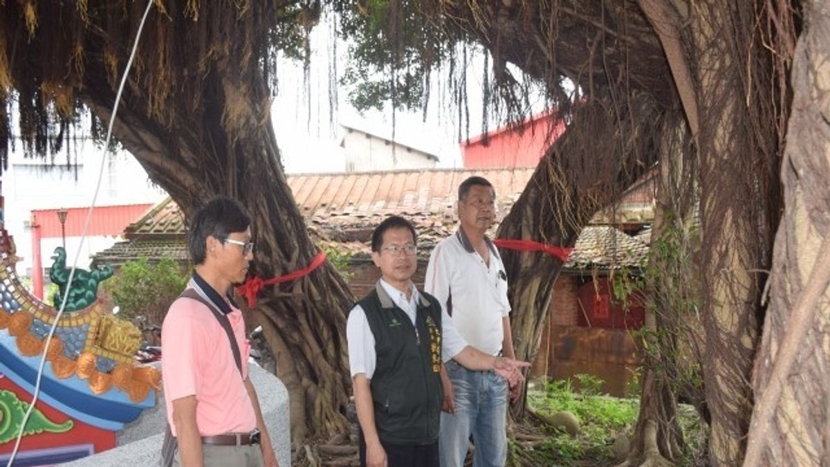 福祿壽老榕樹庇佑地方 大甲區長建議列為珍貴老樹養護 福祿壽老榕樹庇佑地方 大甲區長建議列為珍貴老樹養護