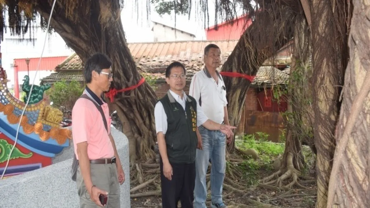 福祿壽老榕樹庇佑地方 大甲區長建議列為珍貴老樹養護