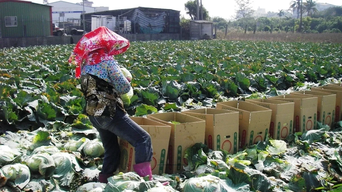 蔬菜價格逐漸下跌 唯獨高麗菜逆勢大漲