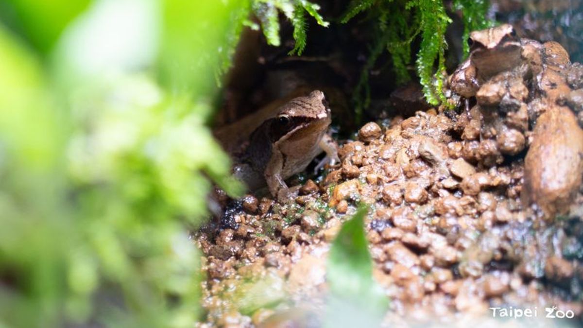 台灣師範大學與農業部生物多樣性研究所於3月20日正式發表台灣特有新種—「魚池琴蛙」(Nidirana shyhhuangi)。(圖/翻攝自FB/Taipei Zoo 臺北市立動物園) 台灣師範大學與農業部生物多樣性研究所於3月20日正式發表台灣特有新種—「魚池琴蛙」(Nidirana shyhhuangi)。(圖/翻攝自FB/Taipei Zoo 臺北市立動物園)