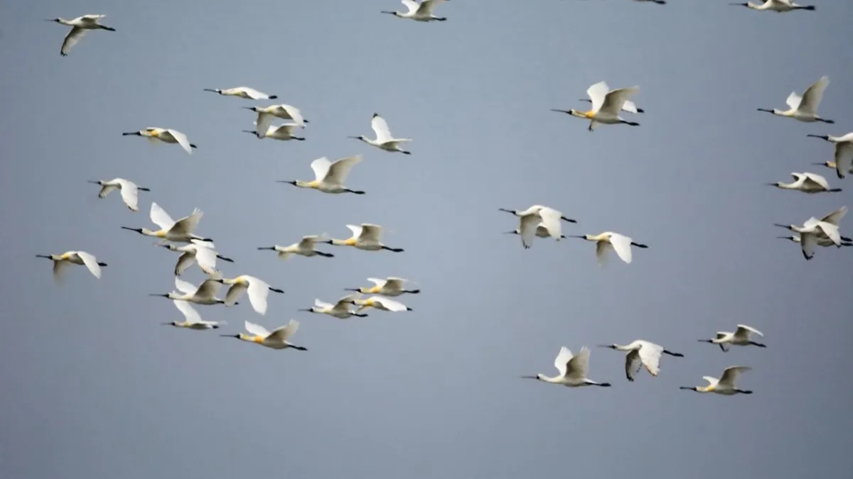 三月南風吹起 黑面琵鷺成鳥即將北返 三月南風吹起 黑面琵鷺成鳥即將北返