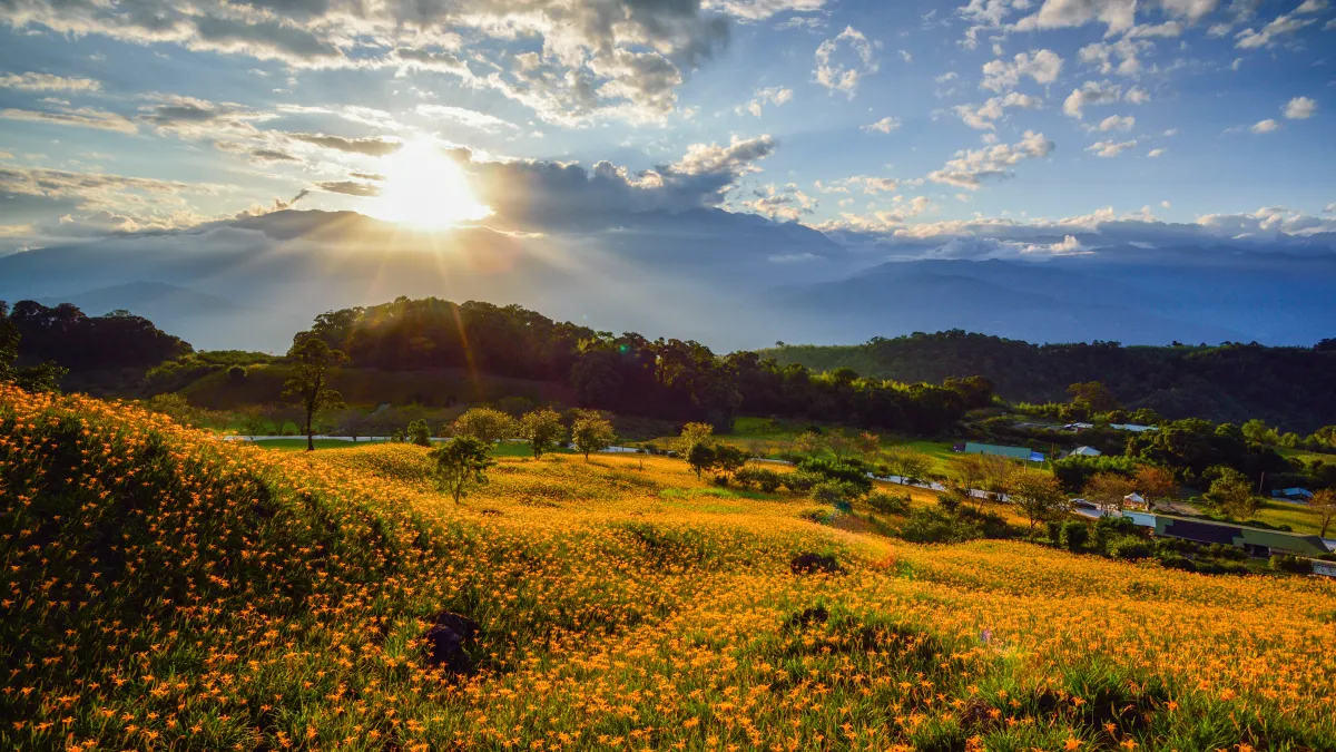 花蓮玉里赤科山金針花季美景;赤科山的金針花田散落的地域極廣,遊客可跟著花,讓足跡遍行更多景點。(周律任攝)