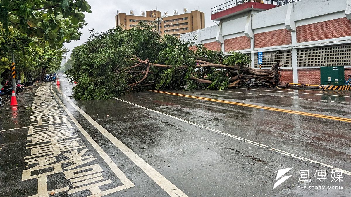 杜蘇芮颱風災情-台南成功大學與台南火車後站外的路樹連根拔起,可想而知台南風勢有多麼強大。(圖/洪煜勛攝) 杜蘇芮颱風災情-台南成功大學與台南火車後站外的路樹連根拔起,可想而知台南風勢有多麼強大。(圖/洪煜勛攝)