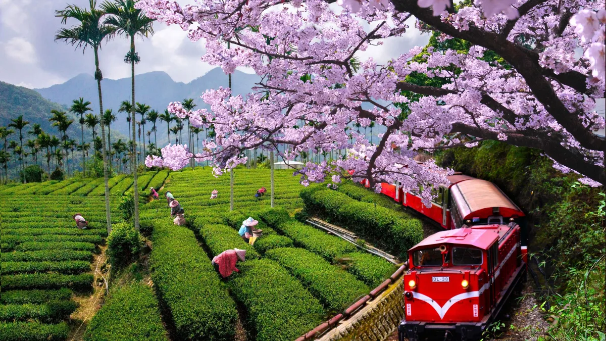 阿里山(阿里山國家風景區管理處)