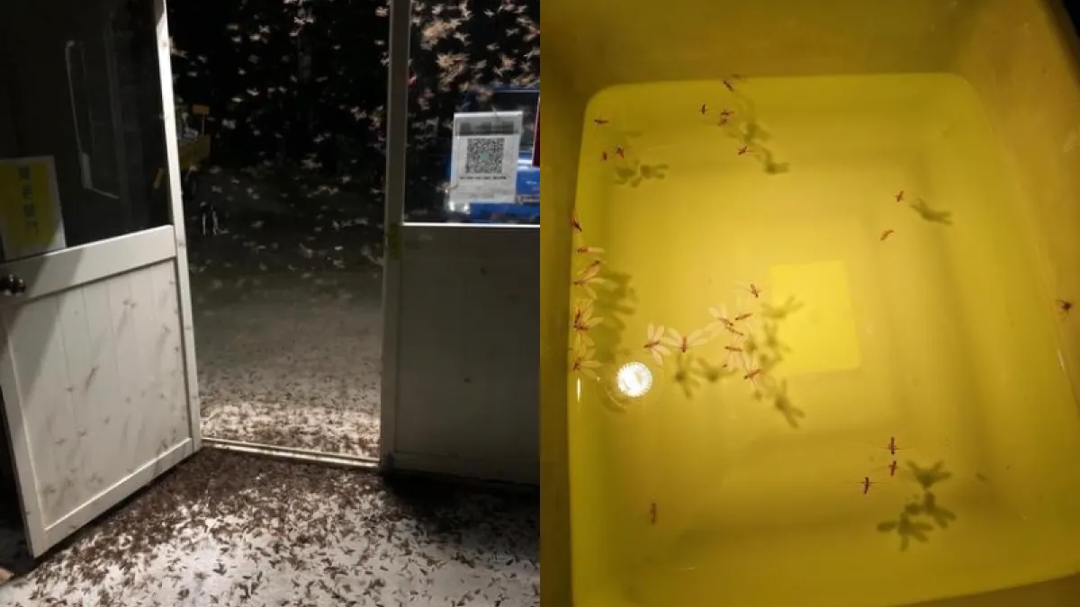 雨後白蟻總是整群竄進家裡,究竟該如何解決?(圖/翻攝自臉書爆廢公社)