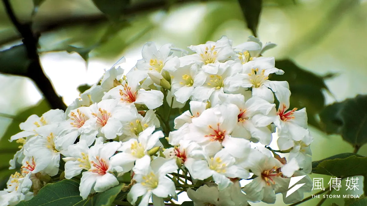油桐花雖美,過度生長卻會排擠台灣原生植物,引發生態浩劫。(圖/維基百科) 油桐花雖美,過度生長卻會排擠台灣原生植物,引發生態浩劫。(圖/維基百科)
