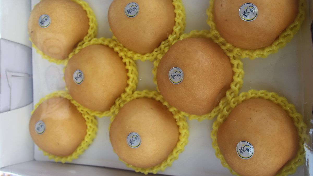 寒害致高接梨災損 中市估3月底公布補助標準程序 寒害致高接梨災損 中市估3月底公布補助標準程序