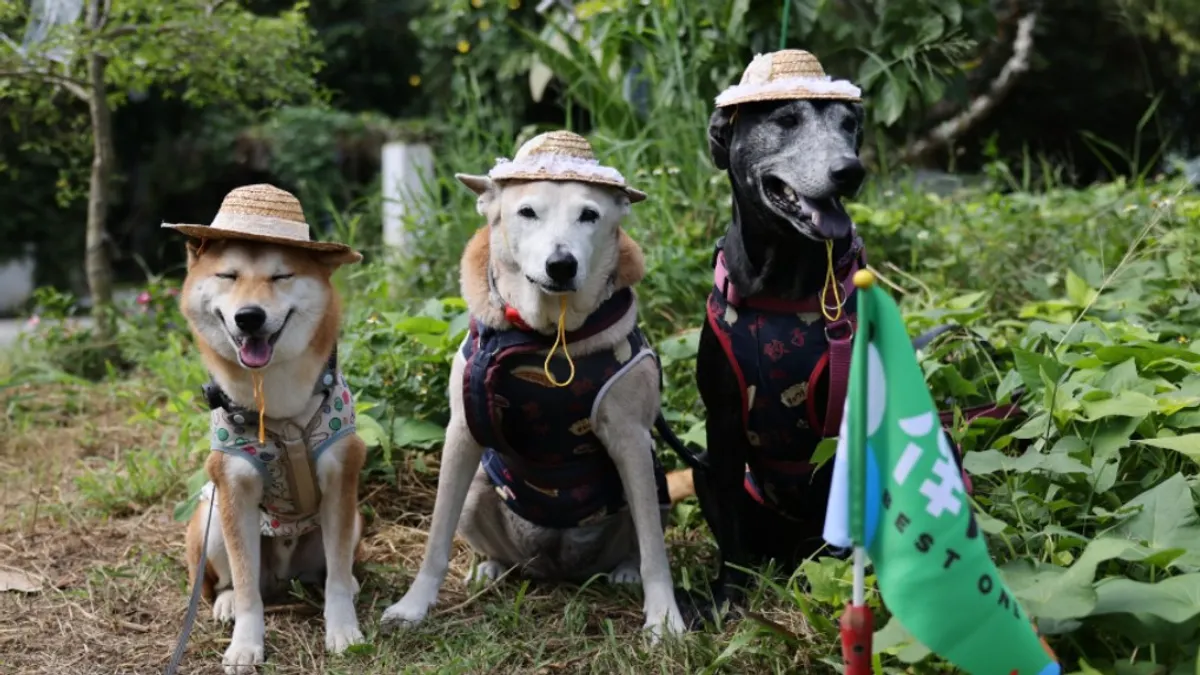 狗狗戴上農用草帽、搖著尾巴,跟著飼主一起走進農田中,體驗一日農夫的地瓜收成樂。(圖/高市農業局提供) 狗狗戴上農用草帽、搖著尾巴,跟著飼主一起走進農田中,體驗一日農夫的地瓜收成樂。(圖/高市農業局提供)