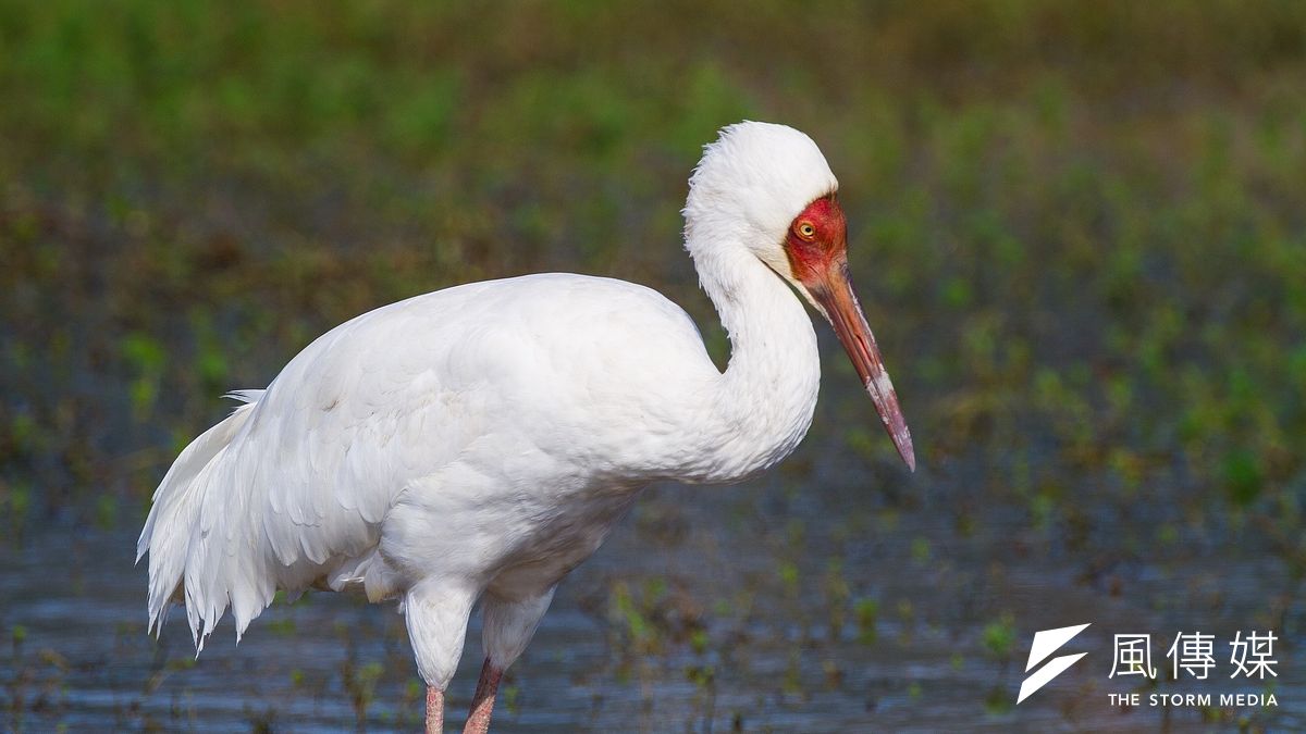 想家嗎?金山小白鶴缺乏對人類的警覺,及逐漸被寵物化及過度消費,讓人憂心其未來。(呂紹煒攝) 想家嗎?金山小白鶴缺乏對人類的警覺,及逐漸被寵物化及過度消費,讓人憂心其未來。(呂紹煒攝)