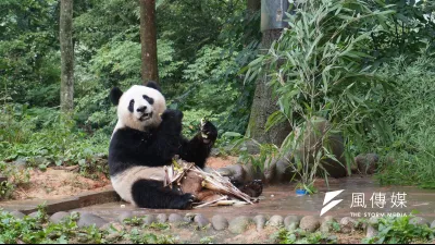 木柵動物園明星熊貓圓圓在今年7月流產,為擔心團團圓圓的孫子難產,四川熊貓保育權威張和民19日表示,正與台北方討論送一個「男友」給圓仔。圖為四川熊貓復育基地園區。(王彥喬攝)