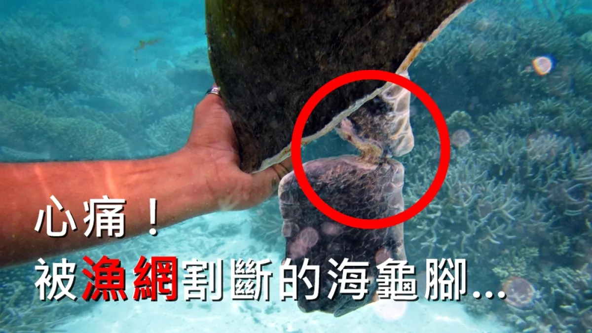 我們平日製造的垃圾,嚴重影響到海洋生態(圖/作者提供,風傳媒後製)