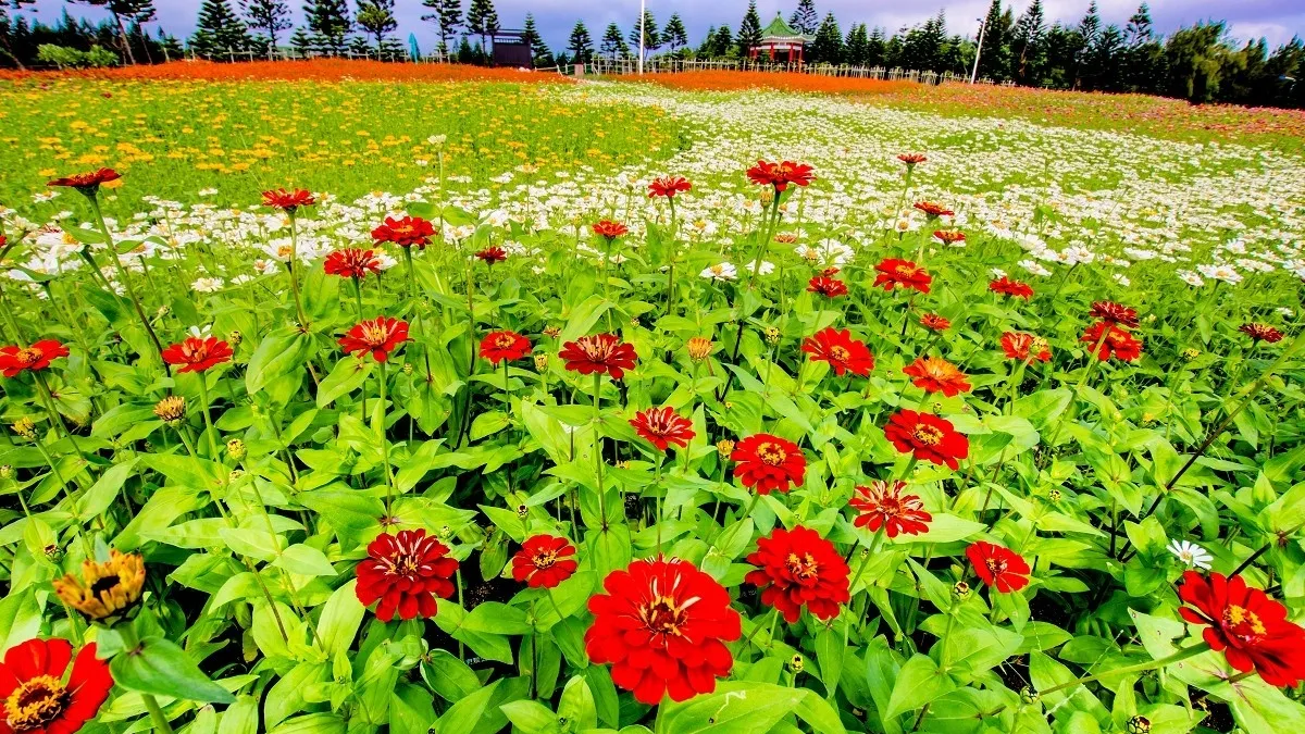 「綻放菊島」花海節 週末開幕