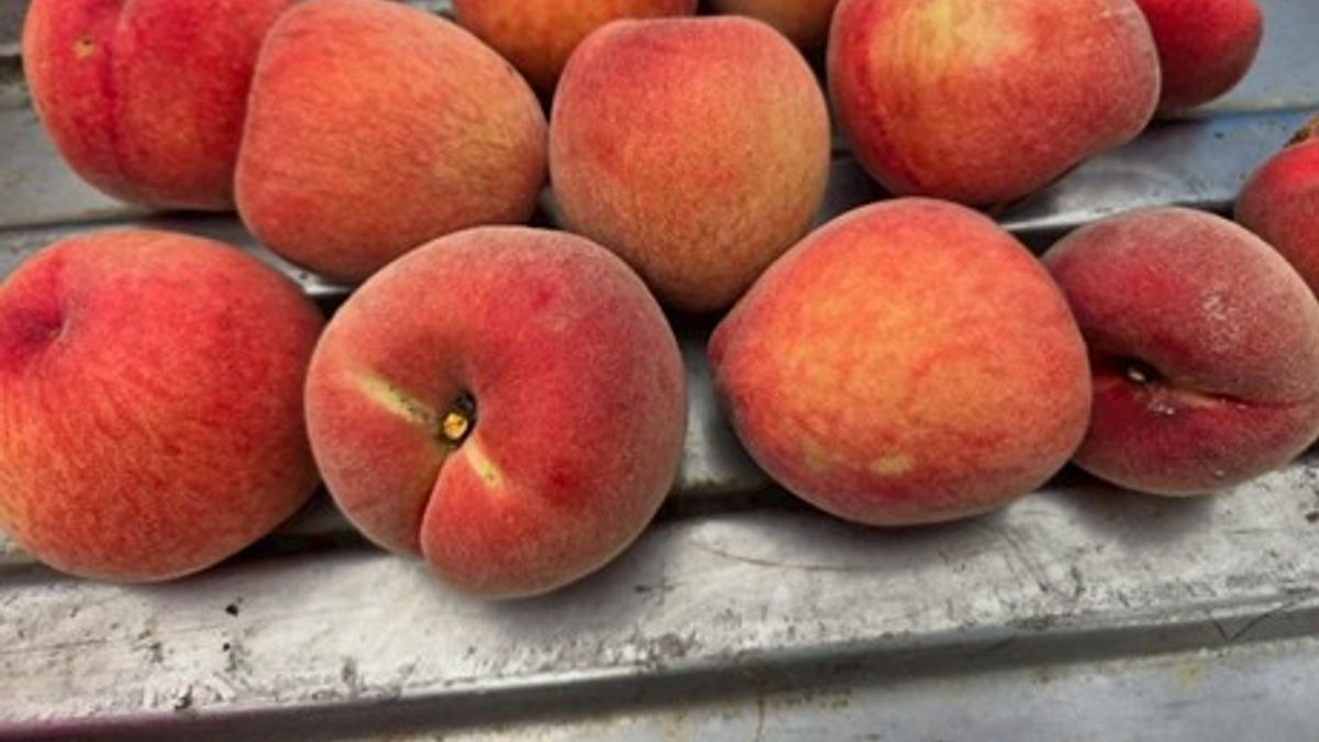 中市環保局推廣外埔綠能生態園區「沼液再利用」,農民施用後反應水蜜桃清甜、節省化肥用量、收穫狀況良好。(圖/台中市政府) 中市環保局推廣外埔綠能生態園區「沼液再利用」,農民施用後反應水蜜桃清甜、節省化肥用量、收穫狀況良好。(圖/台中市政府)