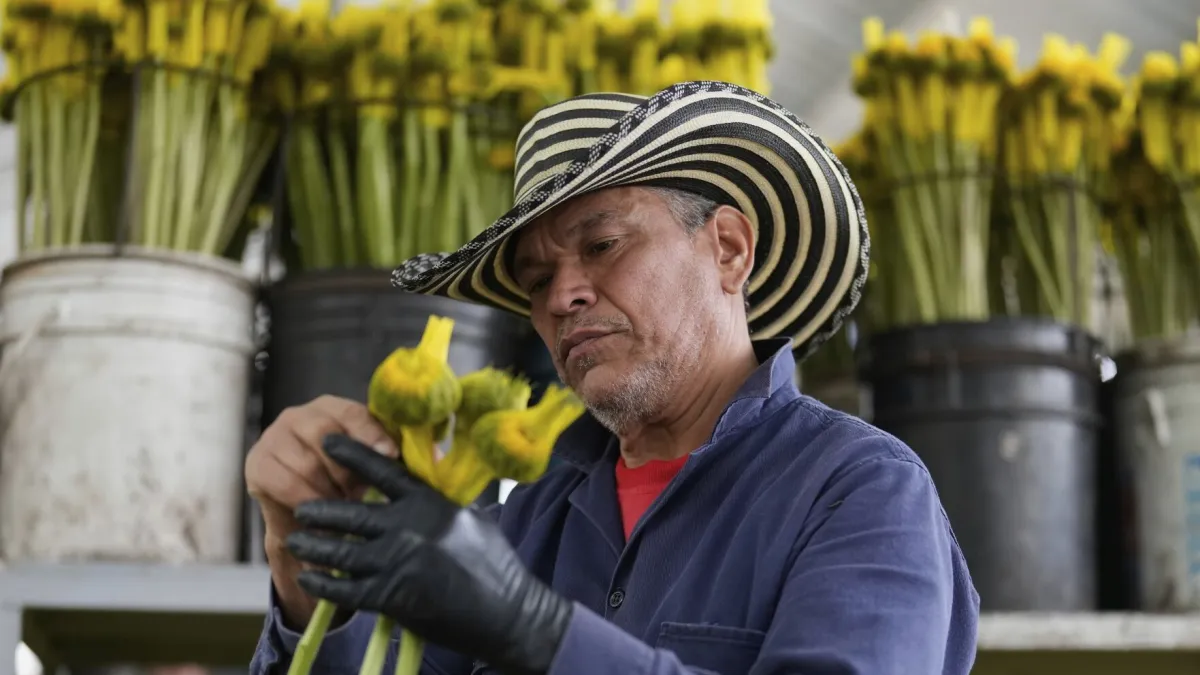 2025年4月16日。在哥倫比亞埃爾羅薩爾(El Rosal)的Phytotec花卉農場,一名工人在整理向美國出口的向日葵。(AP)