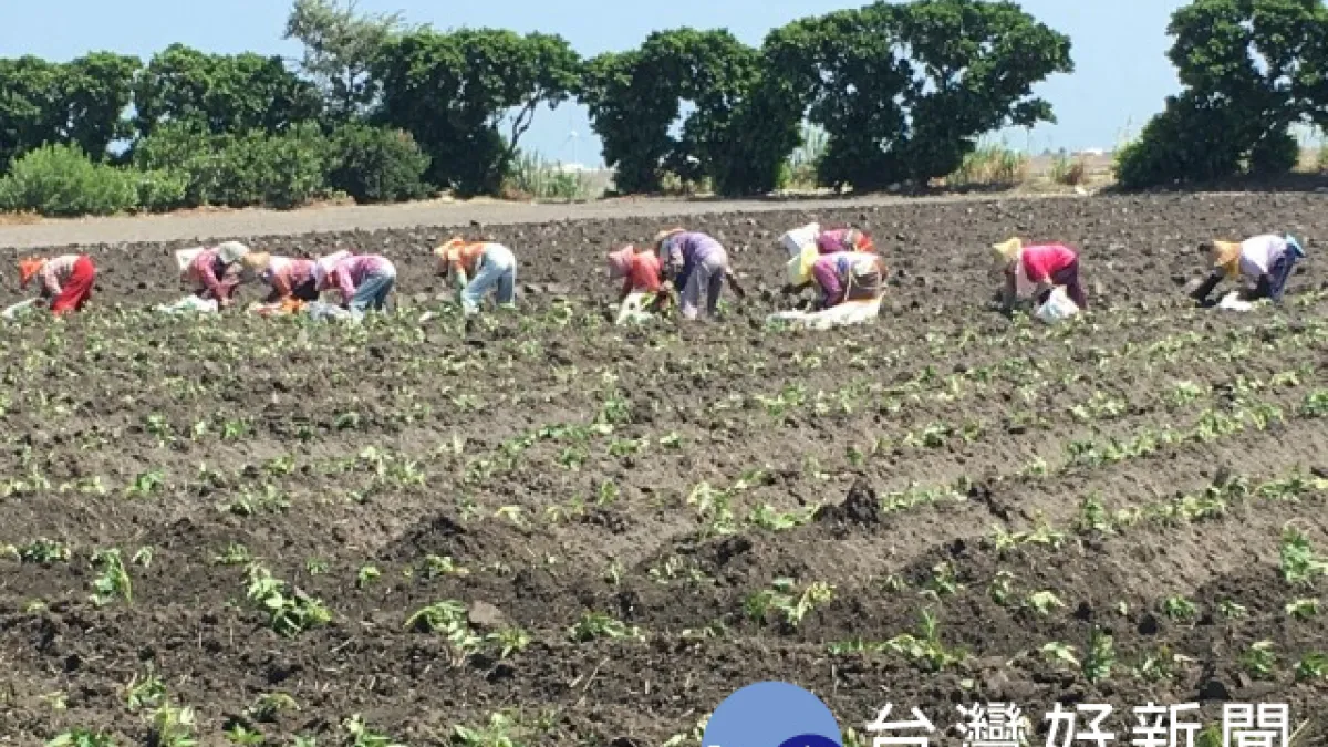 增加農友利潤 大安農會輔導種植20公頃黃金地瓜