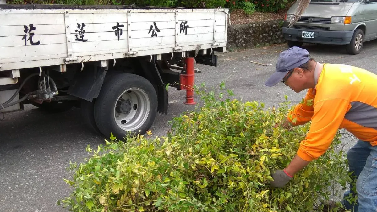 向綠癌宣戰 花蓮市公所收購小花蔓澤蘭 每公斤7元