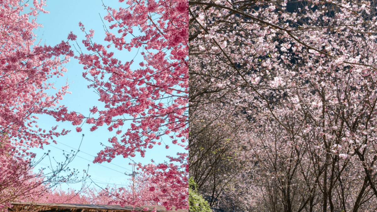 全臺十大春日賞花景點一次公開!享受浪漫的粉紅仙境(圖/翻攝自臉書專頁Smangus司馬庫斯、三峽大熊櫻花林) 全臺十大春日賞花景點一次公開!享受浪漫的粉紅仙境(圖/翻攝自臉書專頁Smangus司馬庫斯、三峽大熊櫻花林)