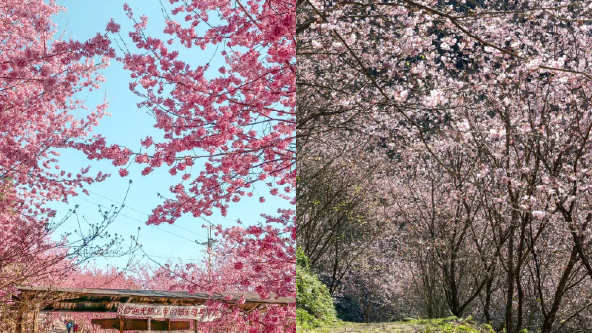 全臺十大春日賞花景點一次公開!享受浪漫的粉紅仙境(圖/翻攝自臉書專頁Smangus司馬庫斯、三峽大熊櫻花林)