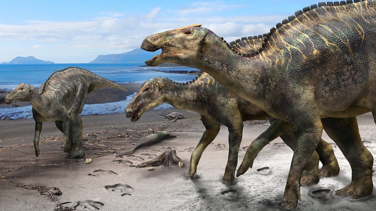 日本新發現的恐龍「神威龍」(Kamuysaurus japonicus)(北海道大學) 日本新發現的恐龍「神威龍」(Kamuysaurus japonicus)(北海道大學)