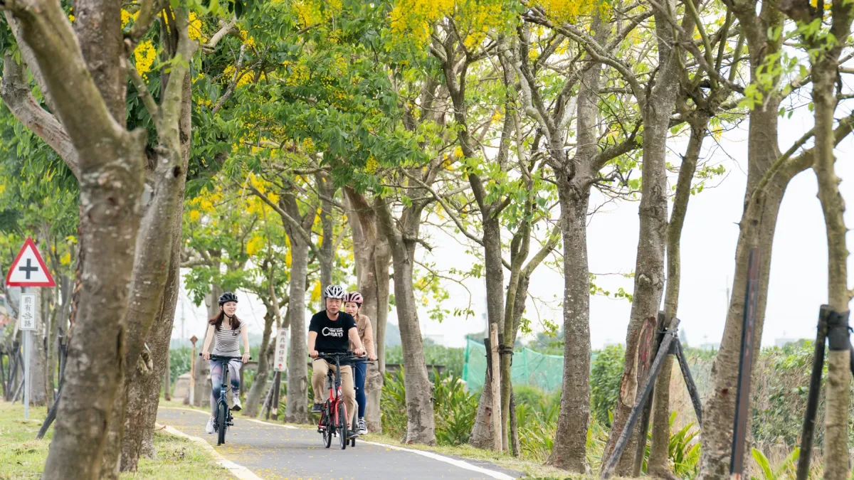 嘉義縣阿勃勒盛開,文觀局朴子溪自行車道、大林車站站長宿舍2處最佳賞花點。(圖/嘉義縣政府文觀局提供)