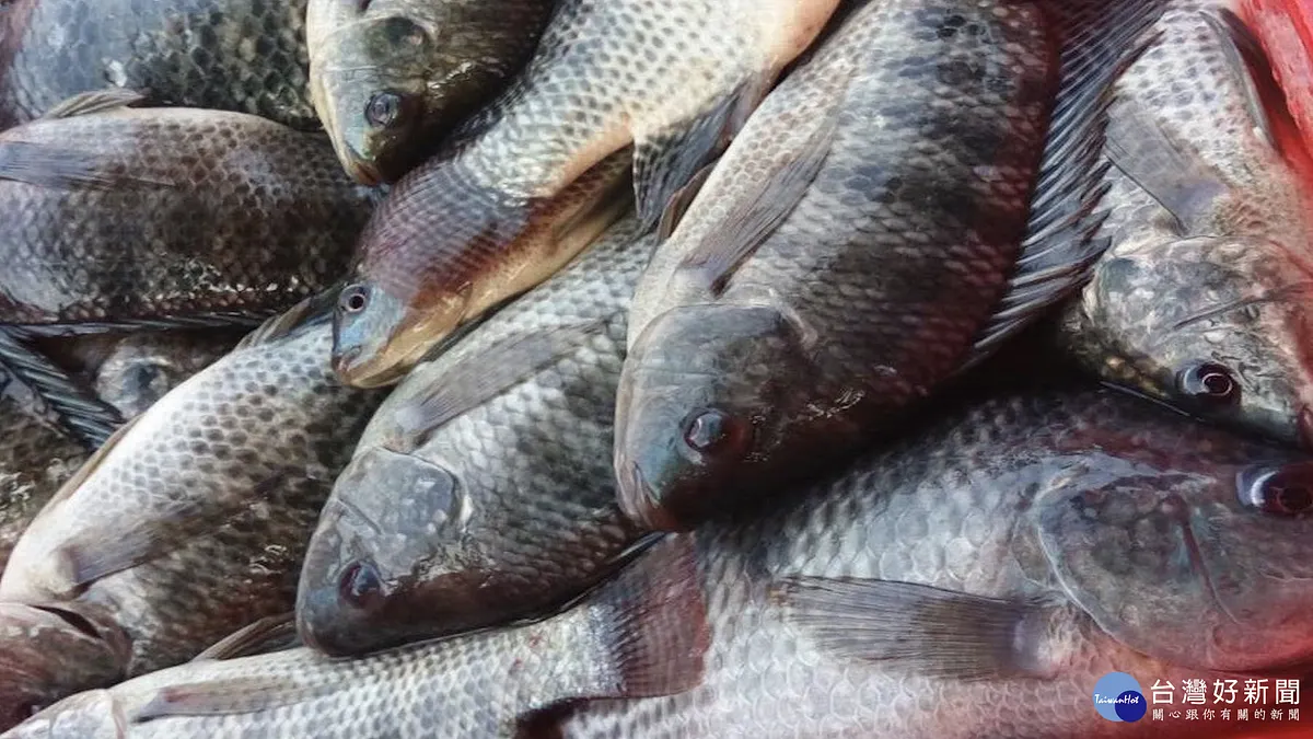 防範吳郭魚湖泊病毒 屏縣積極防疫護漁獲